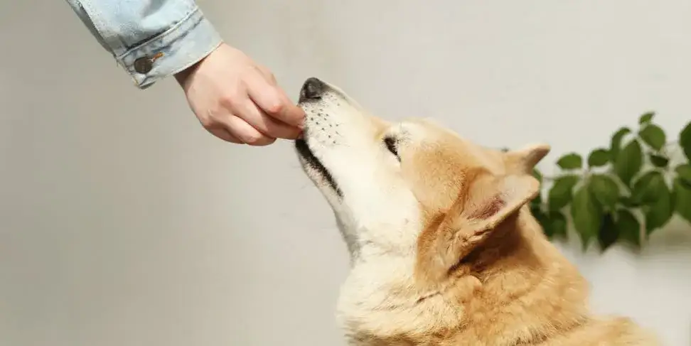 Jaką karmę dla psa seniora wybrać, aby zapewnić mu zdrowie?