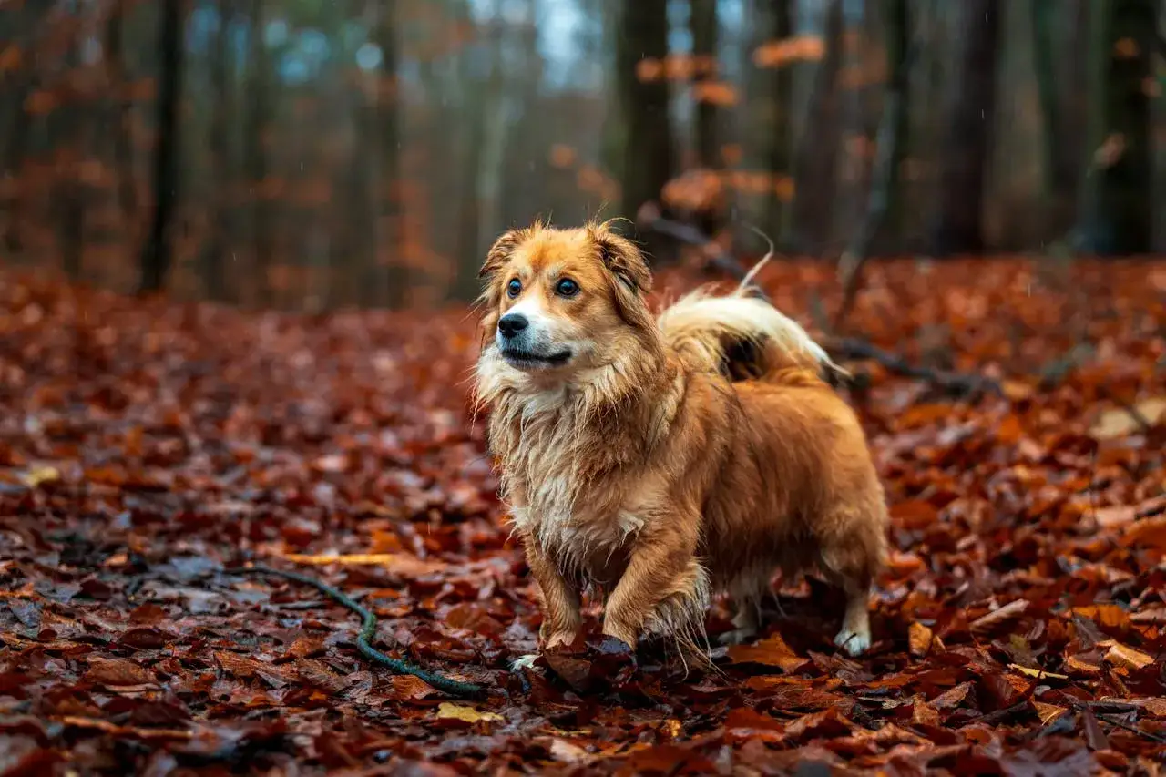 Pies zjadł kasztana? Toksyczne zagrożenie i pierwsza pomoc