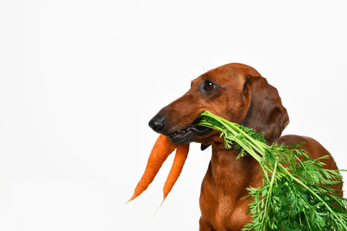 Warzywa dla psa gotowane czy surowe - co jest zdrowsze dla pupila?