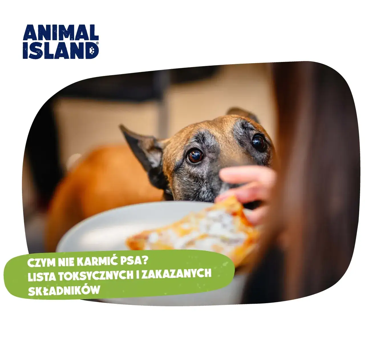 Mięso z rosołu dla psa: Toksyczne składniki, których nie znasz