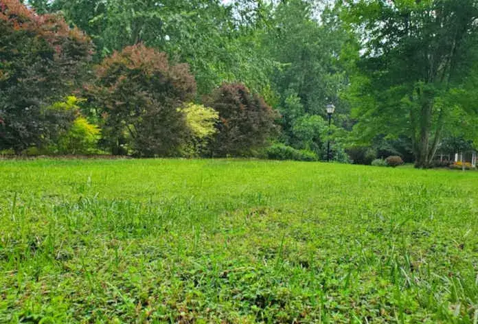 Jak pozbyć się mchu z trawnika? Kompleksowy poradnik krok po kroku