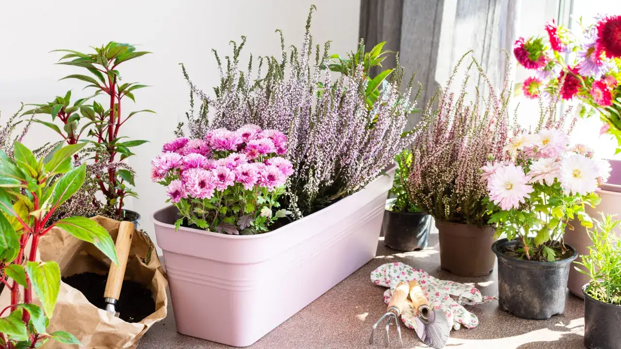 Wrzosy w doniczkach: Jak stworzyć piękne i trwałe kompozycje?