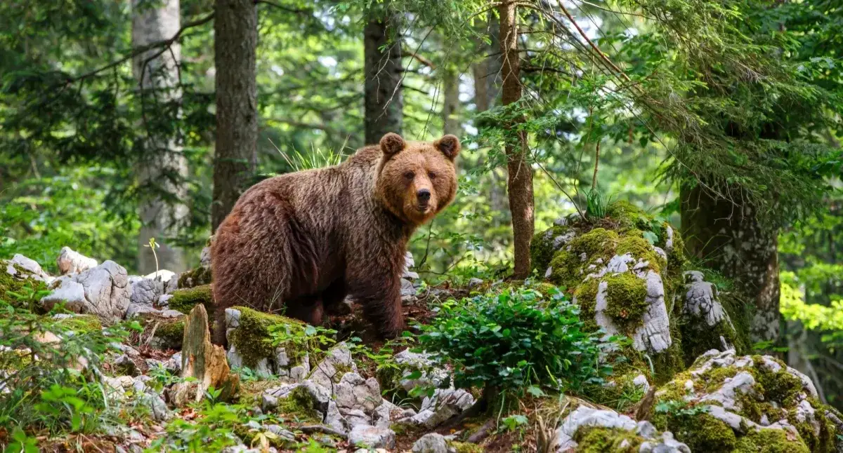 Jak się nazywa legowisko niedźwiedzia i jego znaczenie w naturze