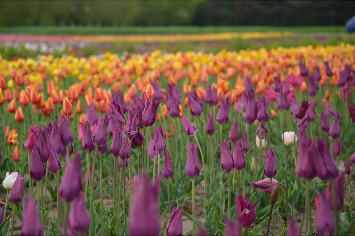 Kiedy kwitną tulipany w Polsce? Kalendarz, pola i sekrety uprawy.