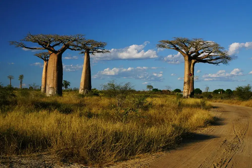 Madagaskar kiedy jechać: najlepszy czas na niezapomniane przygody