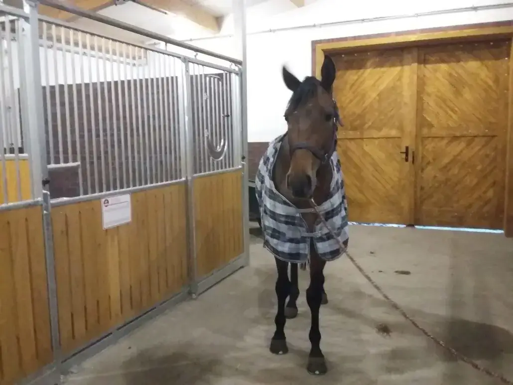 Stadnina Koni Ochaby - historia, hodowla i sukcesy w jeździectwie