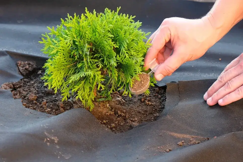 Tuje w ogrodzie: Czy są zdrowe? Fakty o tujonie i bezpieczeństwie