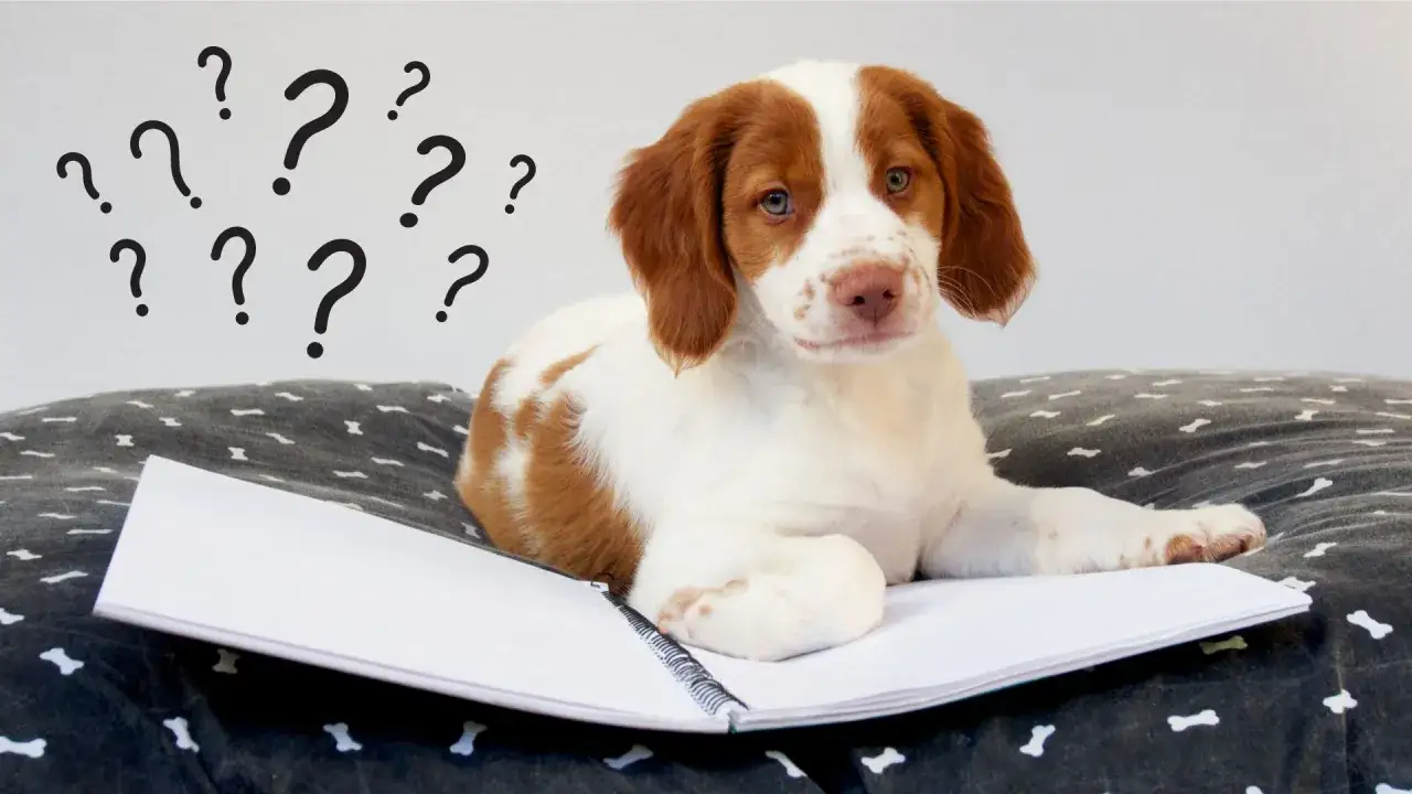 Jakie imię dla psa? Zasady wyboru i setki inspiracji!