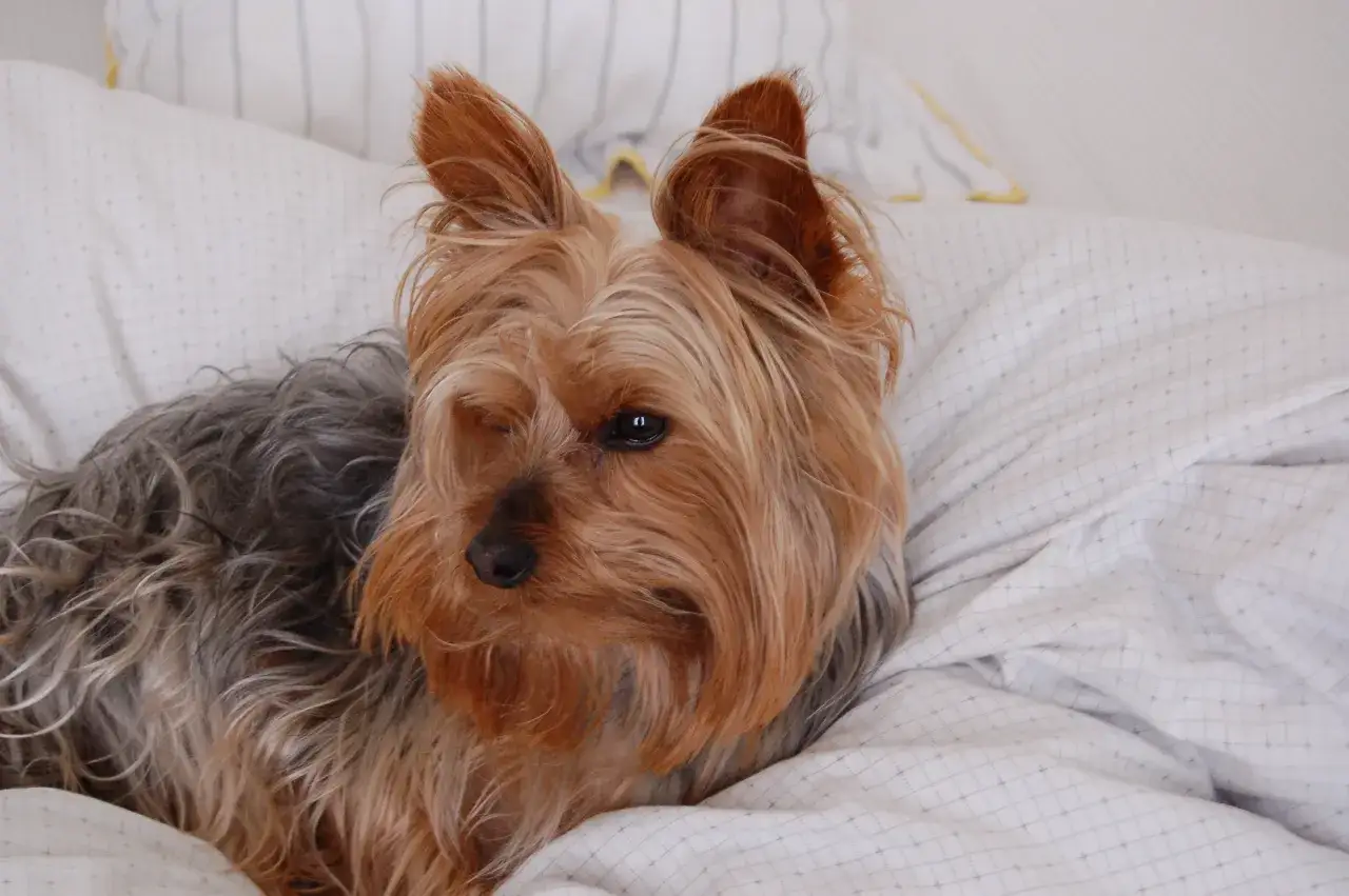 York ma sierść czy włosy – poznaj prawdę o pielęgnacji yorka