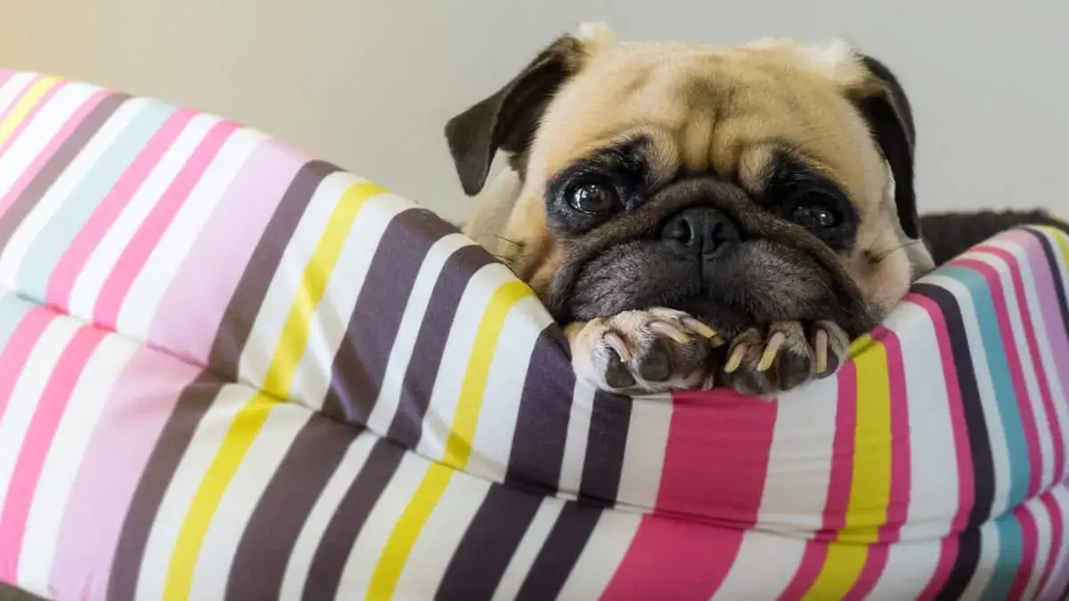 Jak zrobić legowisko dla psa: proste sposoby na komfortowe posłanie