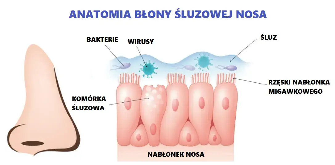 Błona śluzowa jamy ustnej: gdzie jest, funkcje i jak dbać?