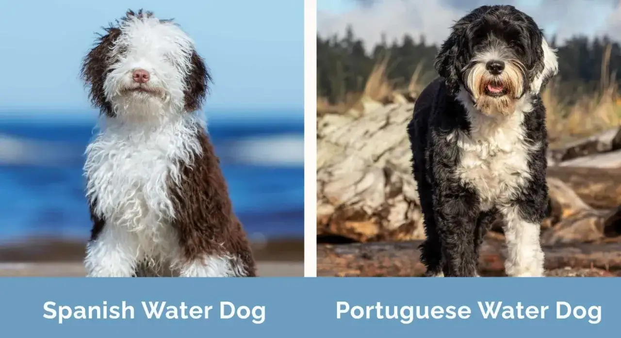 Dwa psy wodne: brązowo-biały siedzi na plaży, czarno-biały stoi na kamieniach. Portugalski pies wodny.