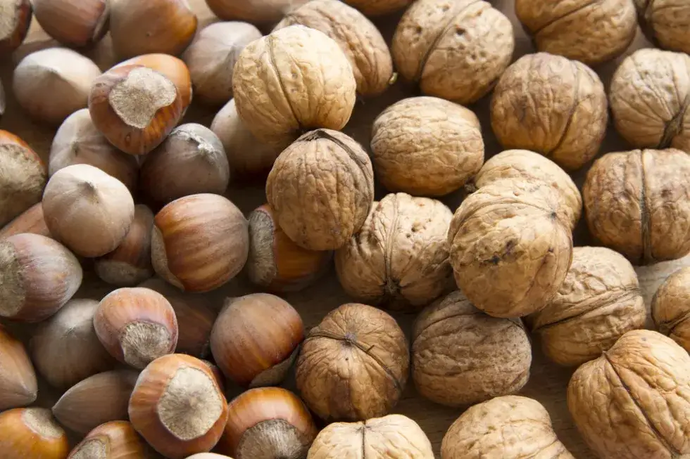 Po ile orzechy włoskie na skupie? Ceny, które zaskoczą sprzedających