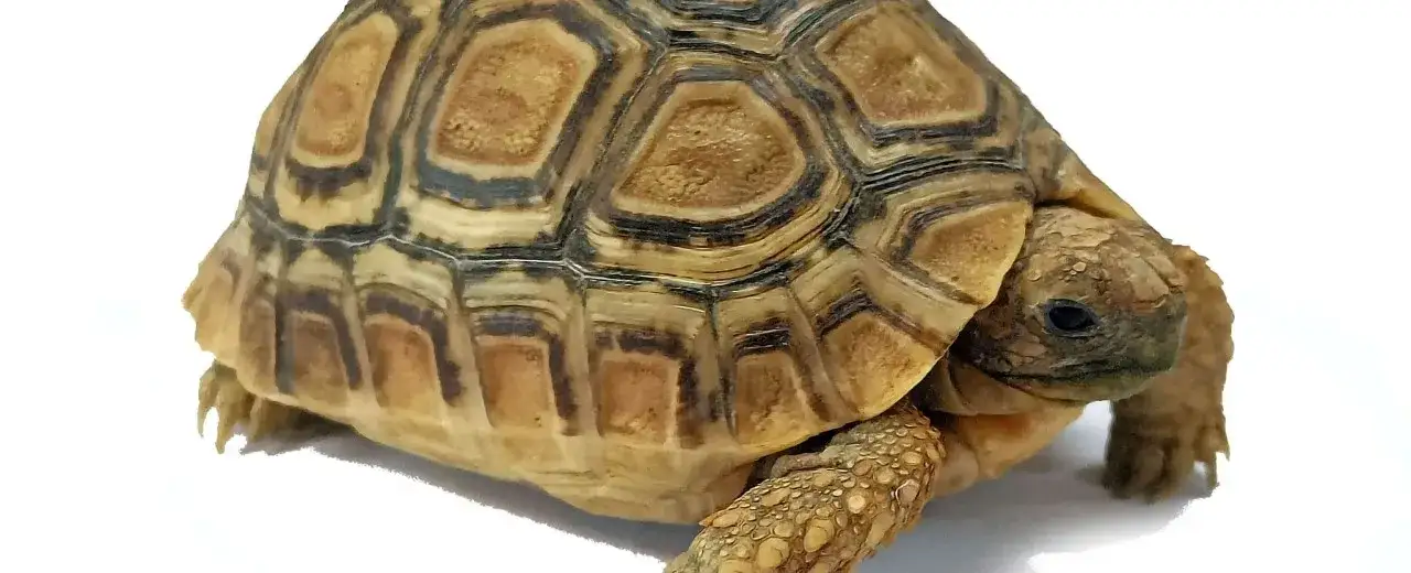 Ile żyje żółw lamparci? Odkryj sekrety jego długowieczności