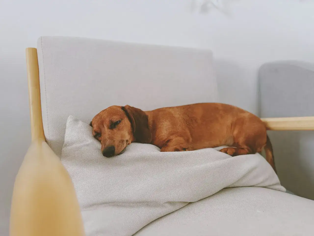 Pies ma ból kręgosłupa? Objawy, przyczyny, leczenie i szybka reakcja