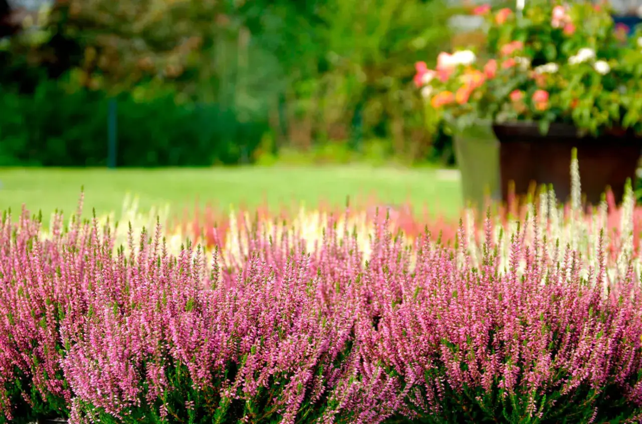 Gęste, różowe wrzosy na tle zielonego ogrodu i donicy z kwiatami.