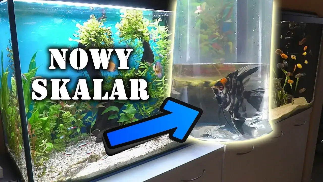 Jakie akwarium dla skalarów? Odkryj idealne warunki dla ryb