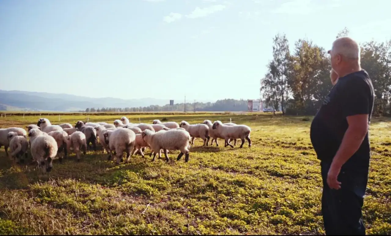 Owce na łące z bacą w tle.