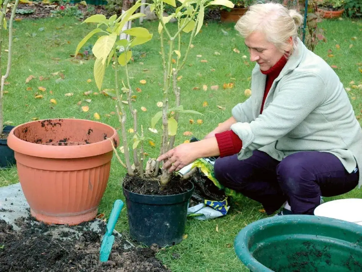 Przycinanie datury na zimę: Jak to zrobić, by kwitła jak szalona?