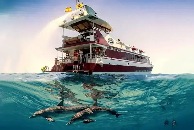 Teneryfa: Delfiny koszty, opcje. Pływanie czy obserwacja?