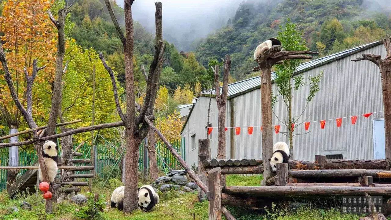 Pandy: Odkryj ich dom w Chinach i zaplanuj niezapomnianą podróż
