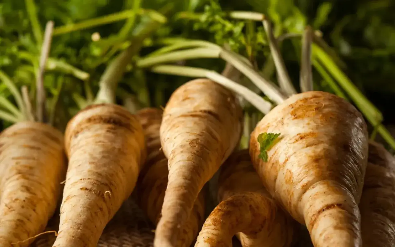 Czy pies może jeść korzeń pietruszki? Bezpieczne podawanie