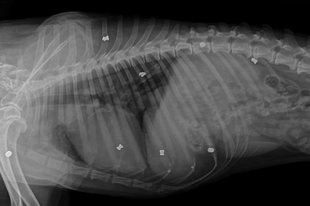 RTG klatki piersiowej psa z widocznymi ciałami obcymi. Zastanawiasz się, ile kosztuje rtg klatki piersiowej psa?