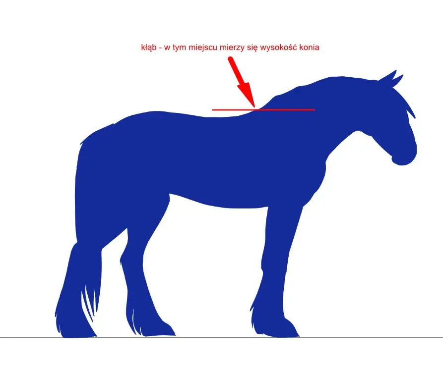 Co to jest rząd koński? Poznaj każdy element i jego rolę!