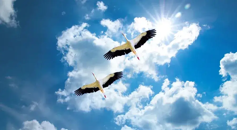 Co robią bociany w Afryce? Niezwykła szkoła przetrwania