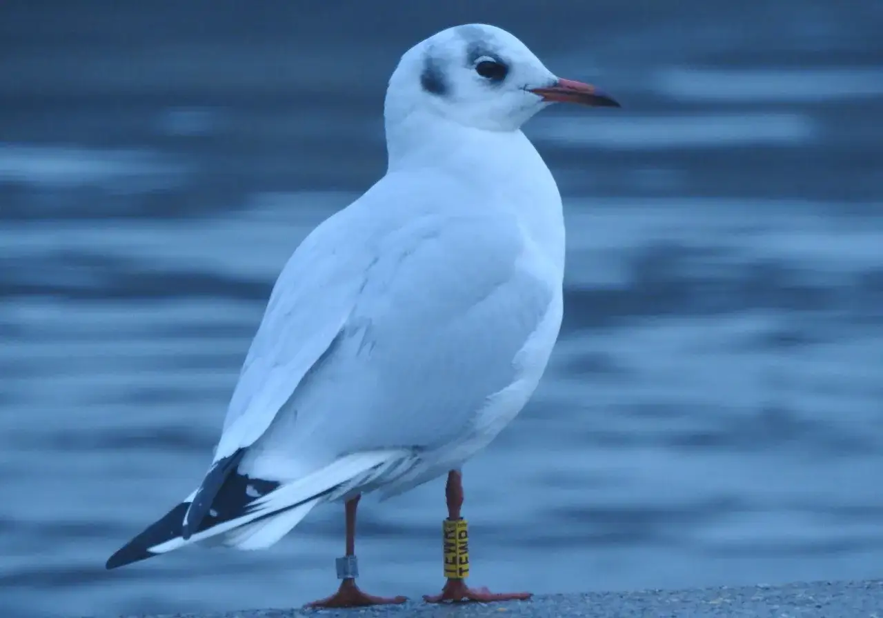 Gdzie zimują mewy? Odkryj tajemnice ich zimowych schronień w Polsce