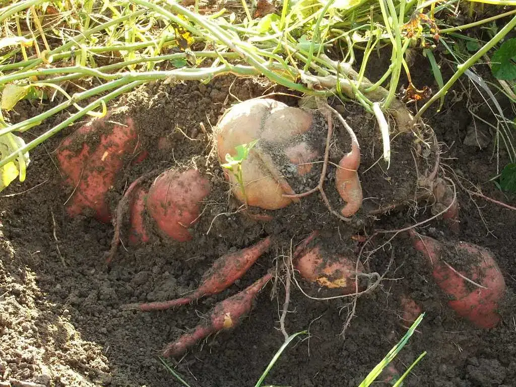 Jak uprawiać bataty w Polsce? Pełny poradnik krok po kroku.