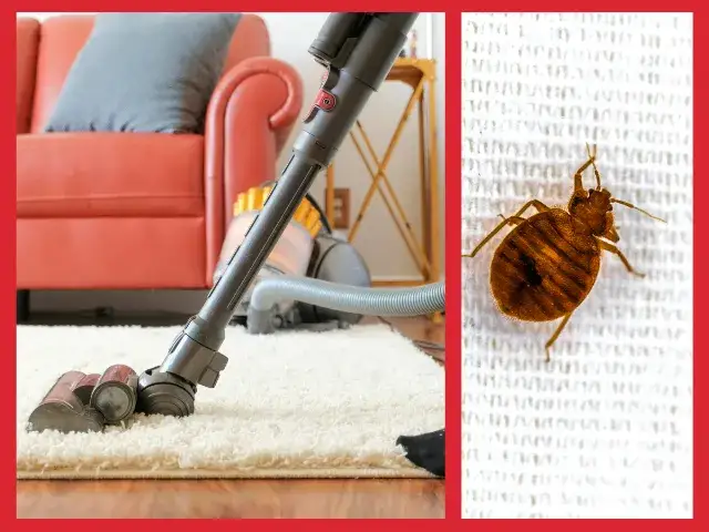 Jak wygląda dezynsekcja w bloku? Skuteczne metody i ważne kroki