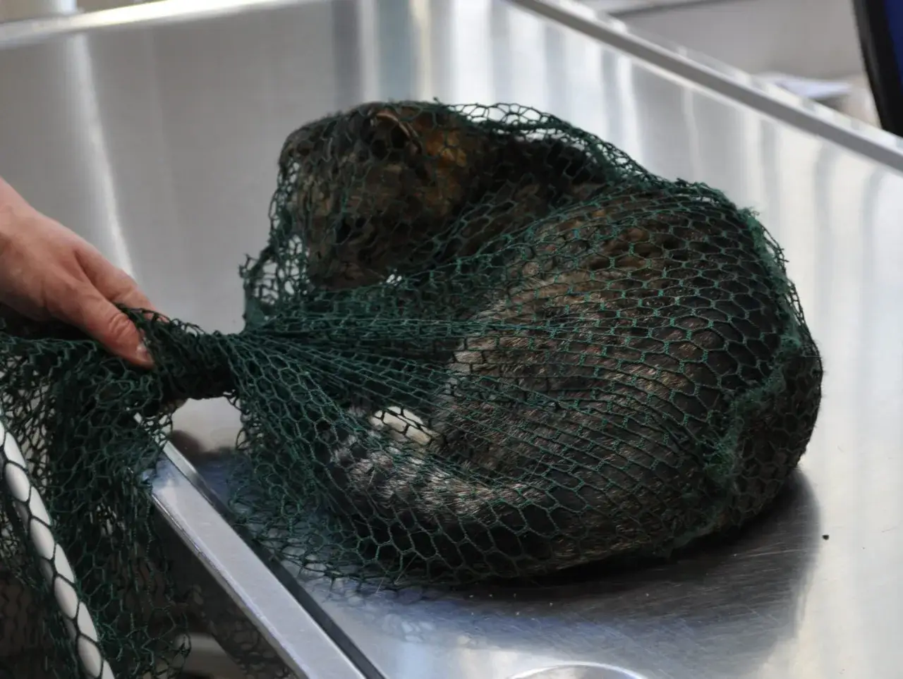 Jak bezpiecznie złapać dzikiego kota? Poradnik krok po kroku