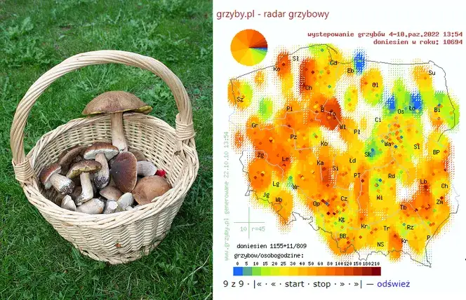 Kiedy jest sezon na grzyby w Polsce? Kalendarz i prognoza wysypu
