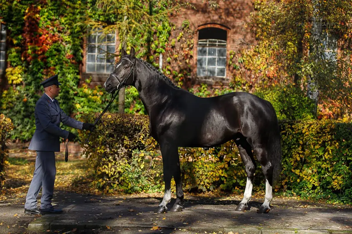 Stadnina Koni Gniezno Kłeckoska: Pełna Oferta, Cennik i Porady Przed Wizytą