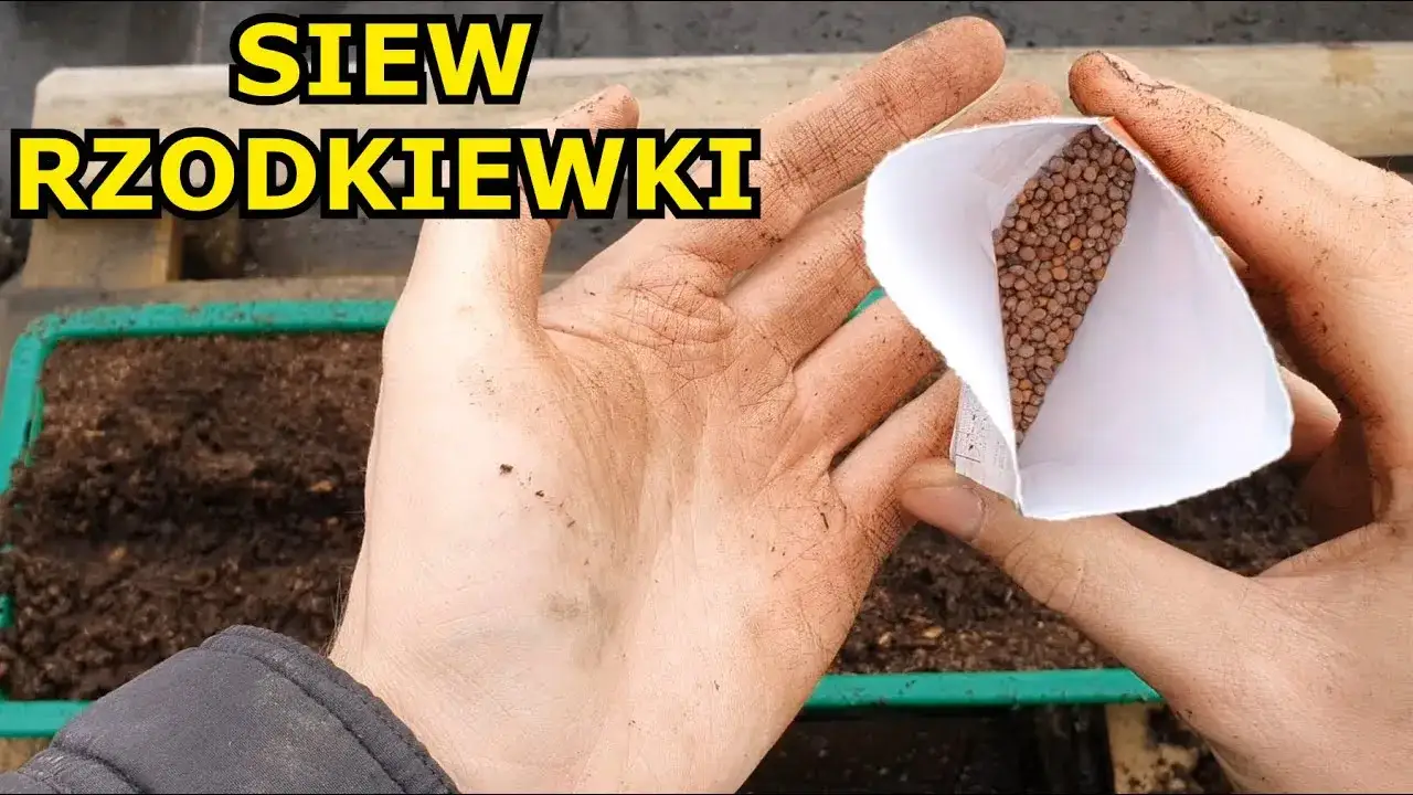 Jak siać rzodkiewkę do gruntu? Chrupiące zbiory bez błędów!