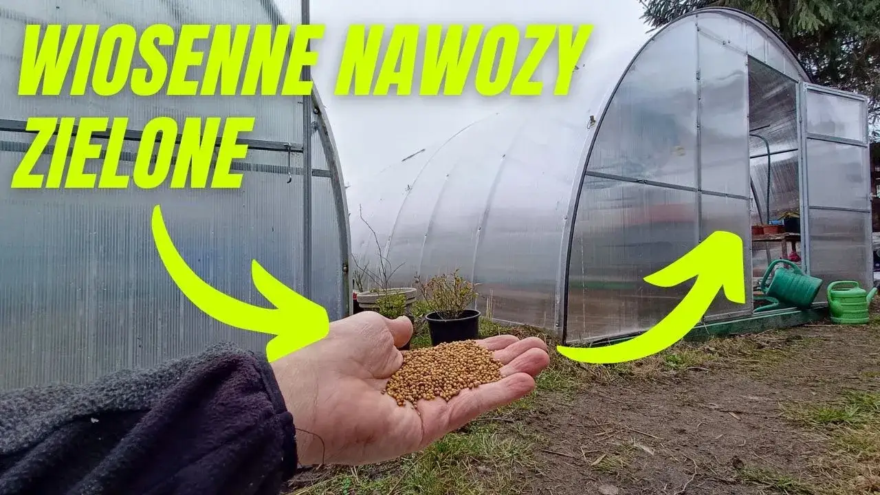 Kiedy siać gorczycę na nawóz zielony? Optymalny termin i korzyści