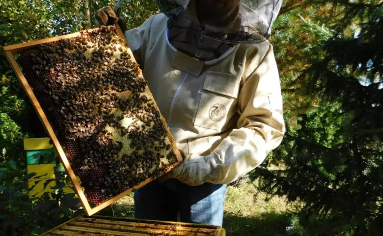 Jak powstaje miód? Odkryj tajemnice produkcji miodu przez pszczoły