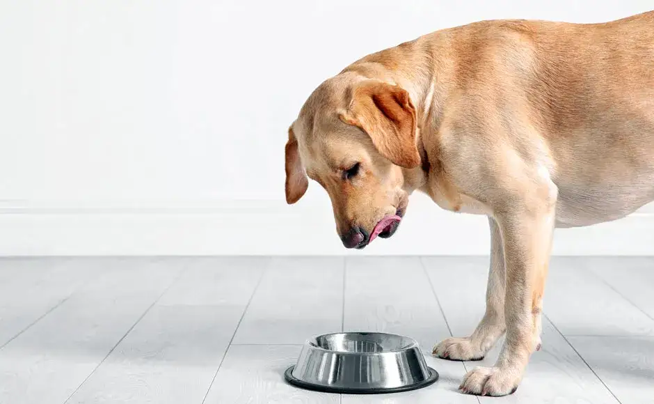 Czy pies może jeść kaszę - poznaj wszystko o karmieniu pupila kaszą