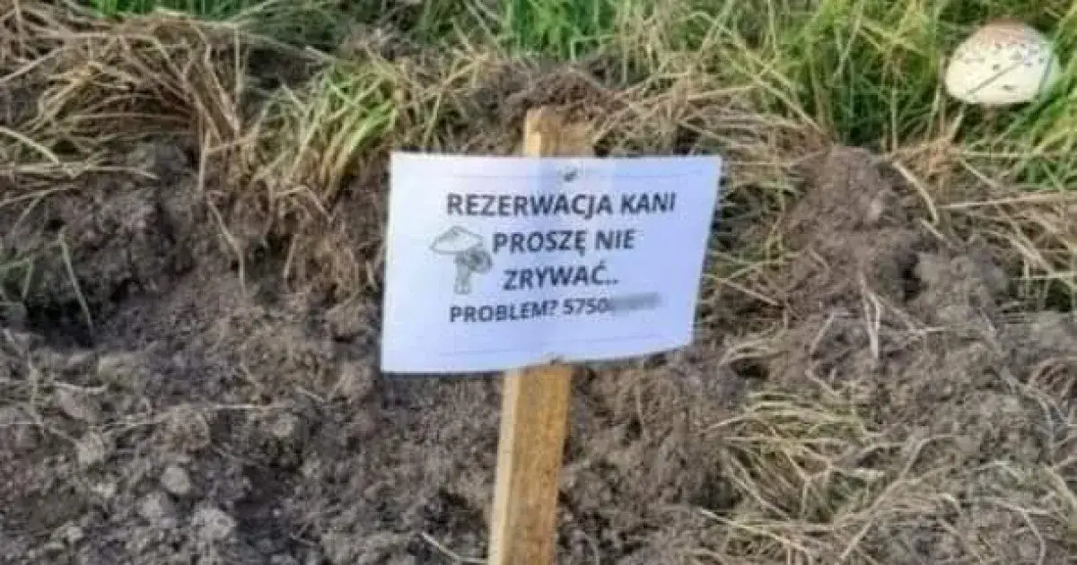Najlepsze memy o kani, które rozbawią cię do łez