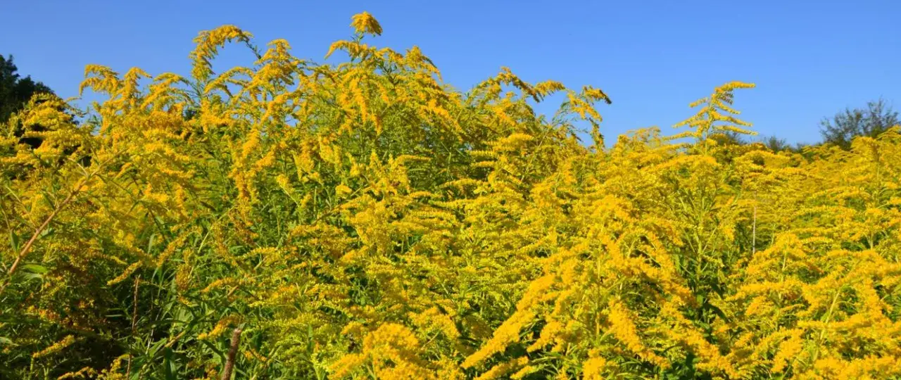 Kiedy kwitnie nawłoć? Odkryj jej tajemnice i okres kwitnienia