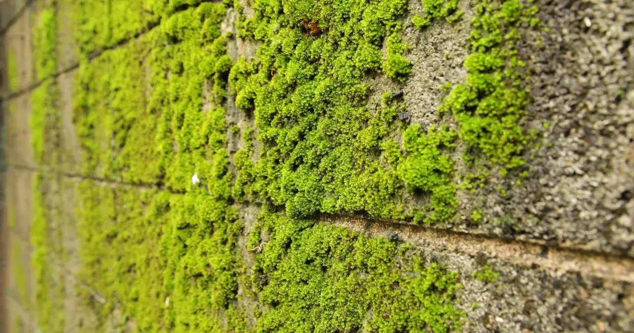 Mech na elewacji? Sprawdź skuteczne sposoby, jak go szybko usunąć