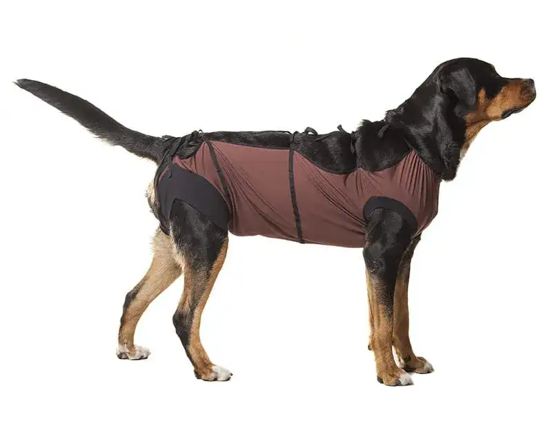 Jak zrobić ubranko dla psa po sterylizacji, aby uniknąć bólu rany