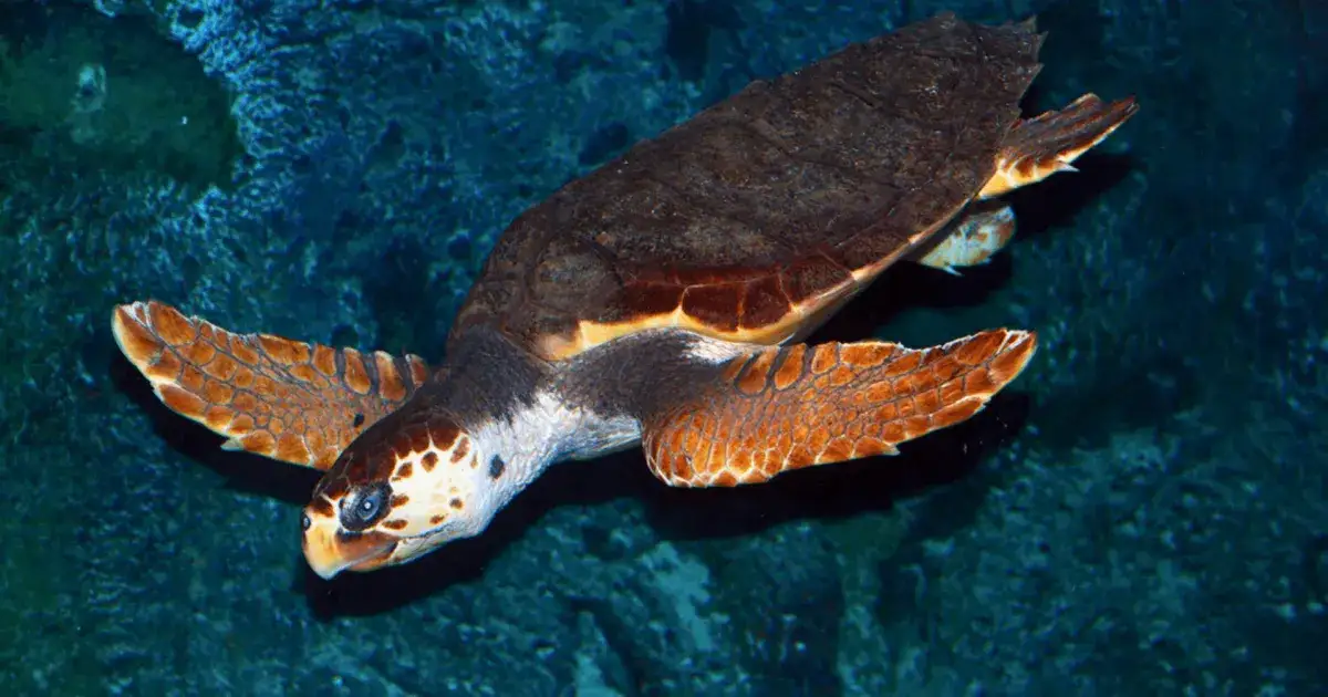 Oceanarium Kopenhaga – Niezapomniane atrakcje i praktyczne informacje