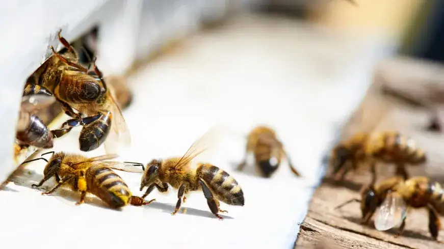 Jak rozmnażają się pszczoły? Odkryj tajemnice ich życia i cyklu