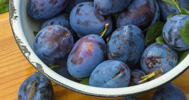 Ile kalorii ma śliwka węgierka? Zaskakujące fakty o jej wartości odżywczej