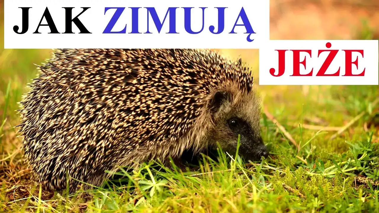 Czy jeże zimują? Odkryj, jak hibernacja wpływa na ich przetrwanie