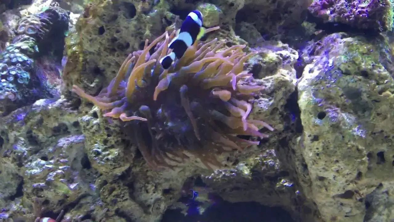 Oceanarium Zagnańsk - Fascynujące gatunki i atrakcje czekają na Ciebie