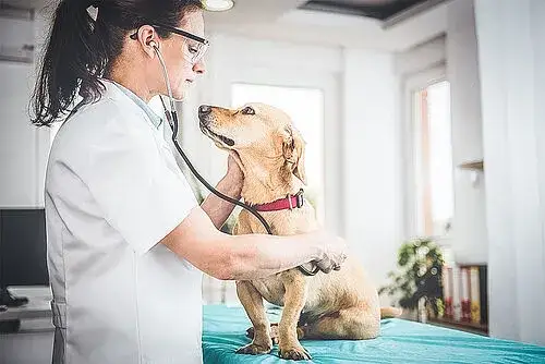 Was kostet der Tierarzt? Kosten für Behandlungen und Untersuchungen verstehen