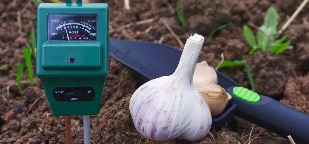 Jak zakwasić ziemię w doniczce - proste metody na idealne pH